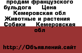 продам французского бульдога.  › Цена ­ 5 000 - Кемеровская обл. Животные и растения » Собаки   . Кемеровская обл.